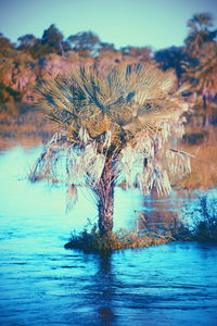 Bare tree by lake