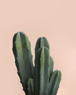 Close-up of cactus against colored background