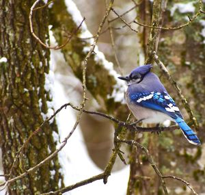 Close-up of bird perching on branch in forest