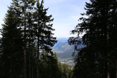 Pine trees in forest against sky