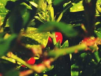 Close-up of fresh green plant