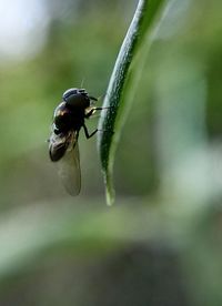 Close-up of insect