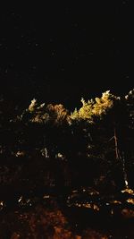 Trees against sky at night