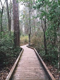 Narrow pathway along trees in forest