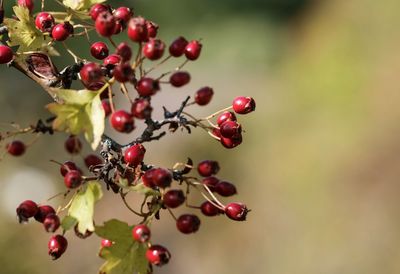 Close-up of berries growing on tree