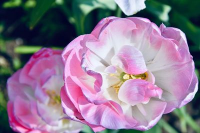 Close-up of pink rose flower