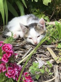 Close-up of cat on flower plants