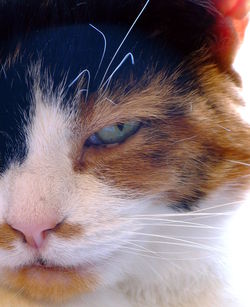 Close-up of cat