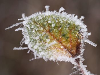 Close-up of frozen plant