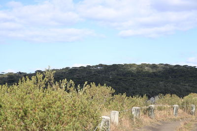 Plants growing on landscape against sky