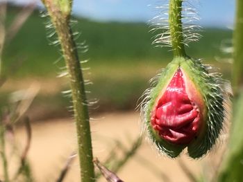 Close-up of red cactus flower