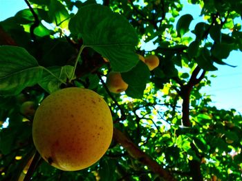 Low angle view of fruit growing on tree