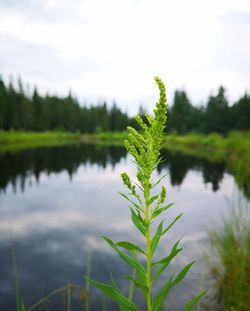 Close-up of fresh green plants against sky