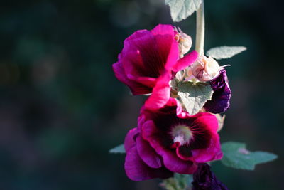 Close-up of pink rose flower