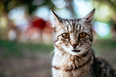 Close-up portrait of tabby cat