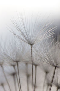 Close-up of dandelion against white background