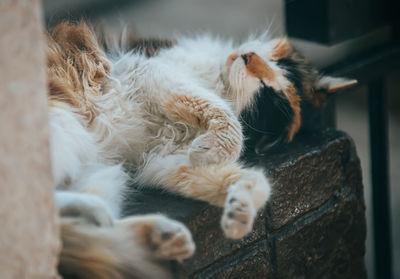 Close-up of cat sleeping