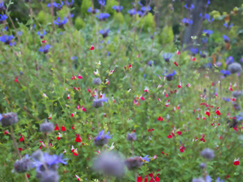 Full frame shot of plants