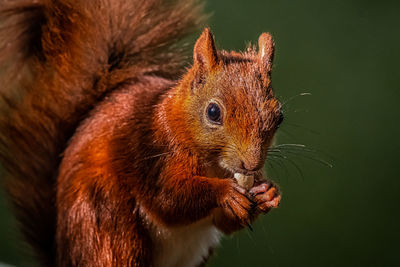 Close-up of squirrel