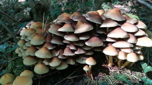 Close-up of mushrooms growing in forest