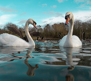 Swan swimming in lake