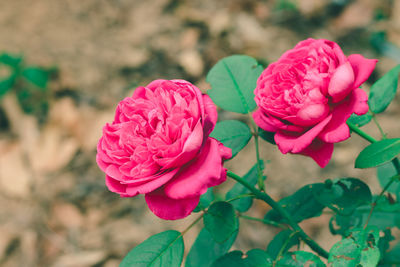 Close-up of pink roses