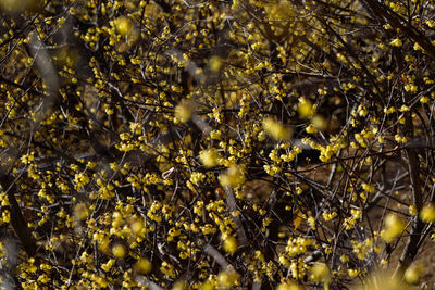 Close-up of yellow flowering plants