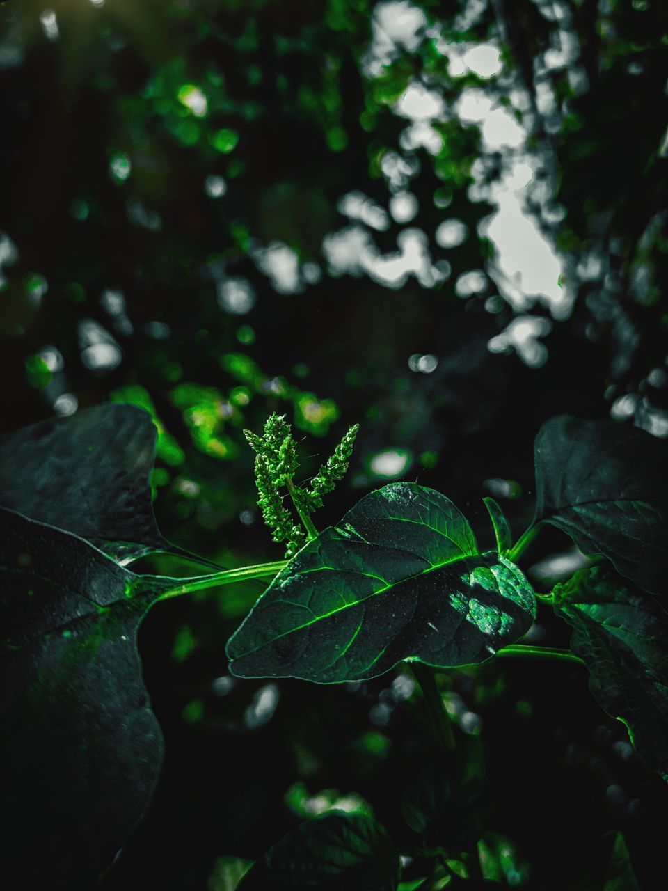 green, plant, leaf, nature, plant part, darkness, tree, branch, sunlight, light, forest, growth, beauty in nature, close-up, no people, outdoors, flower, focus on foreground, animal, land, animal wildlife, day, jungle, macro photography, animal themes, freshness, environment, insect, selective focus