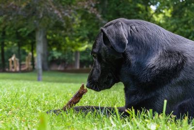 Close-up of a dog