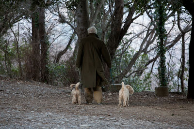 Rear view of dog standing by trees in forest