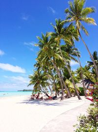 Palm trees on beach