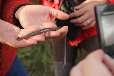 Close-up of hand showing reptile at field trip