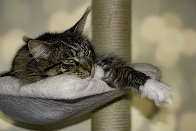 Close-up of a cat looking away