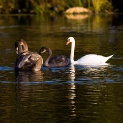 Swans swimming in lake