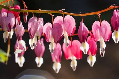 Close-up of pink roses hanging on plant