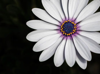 Close-up of cosmos flower blooming outdoors