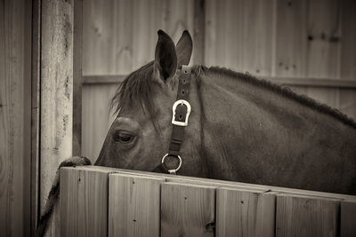 Portrait of cat peeking in stable