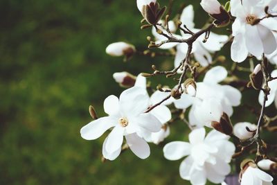 Close-up of apple blossoms in spring