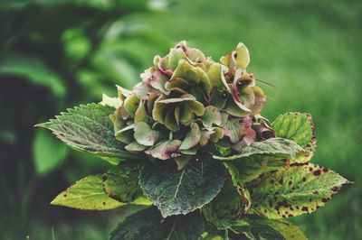 Close-up of flowering plant