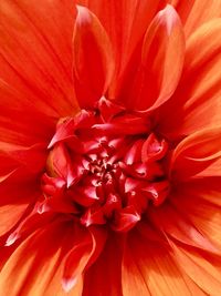 Full frame shot of red flower blooming outdoors