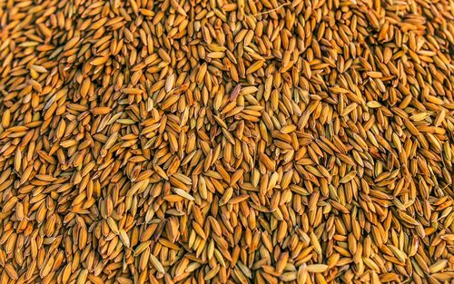 Full frame shot of yellow rice seeds