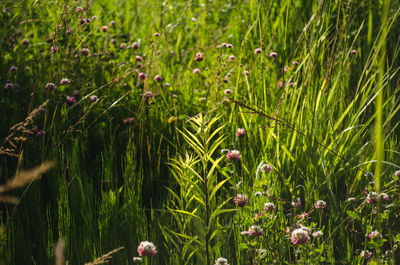 Close-up of flowering plants on field