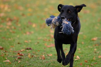 Close-up of black dog carrying toy in mouth while running on grassy field