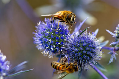 Close-up of bee pollinating on purple flower