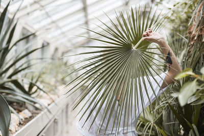 Close-up of palm tree against plants