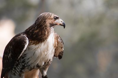 Close-up of eagle