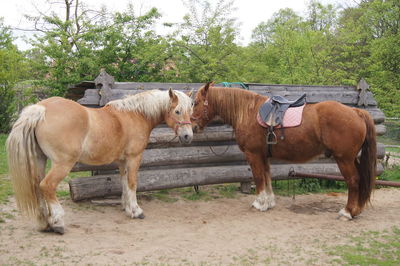 Two horses on landscape