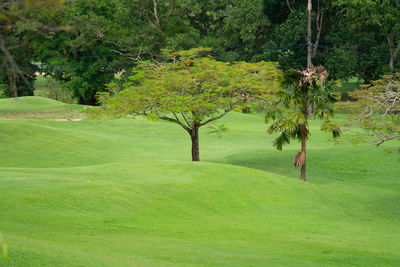 Scenic view of trees on field