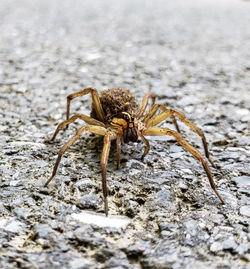 Close-up of spider