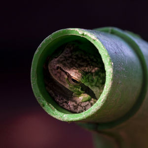 Close-up of lizard on green leaf